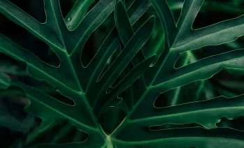 VV_Grid_Nossa-Historia-_2_-_1_-_1_-1-20250519-121711-scaled.webp